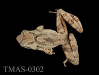 藏品(艾氏樹蛙)的圖片